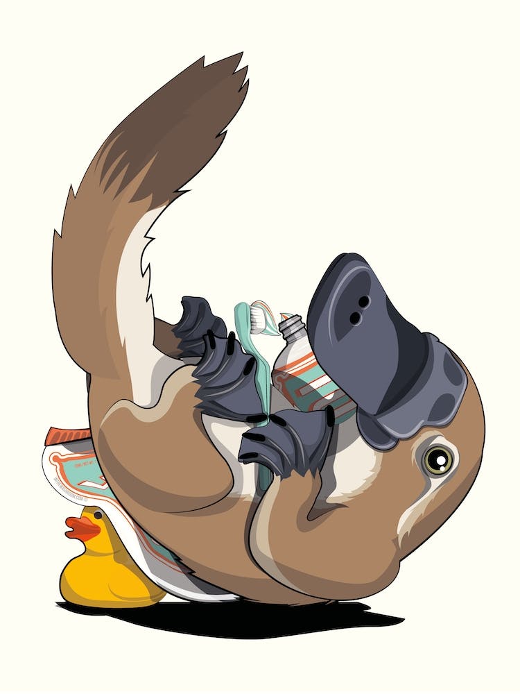 Platypus Cleaning Teeth