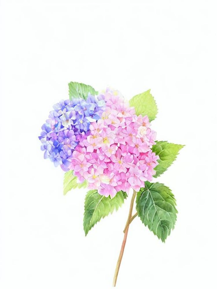 Hydrangea Watercolour Flower