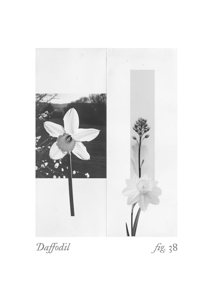Daffodil Botanical Collage 6