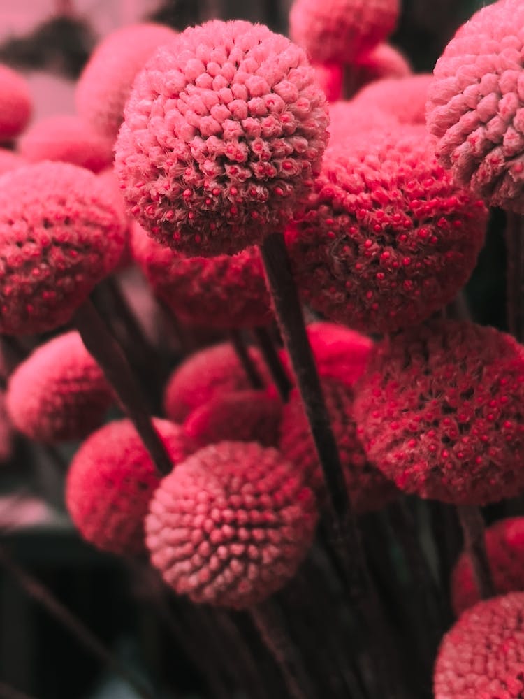 Pink Bommels