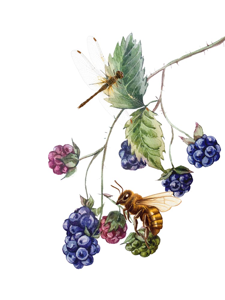 Bee And Blackberry