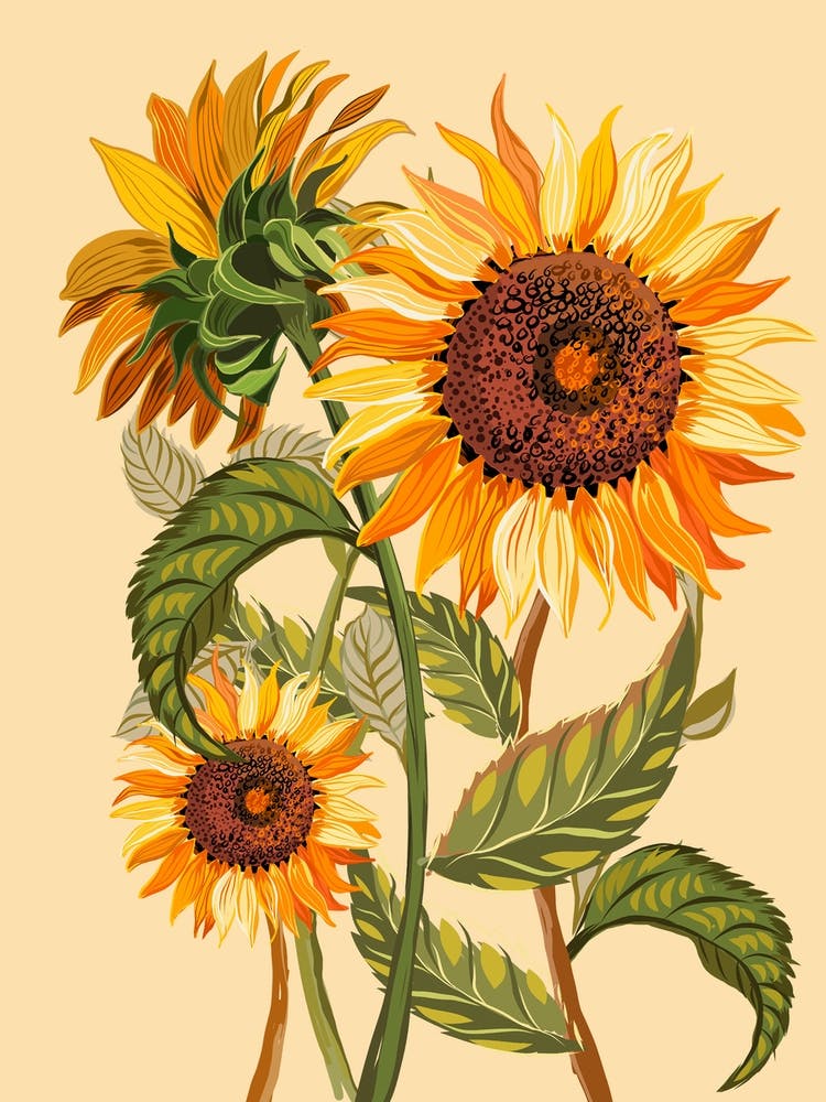 Sunflowers