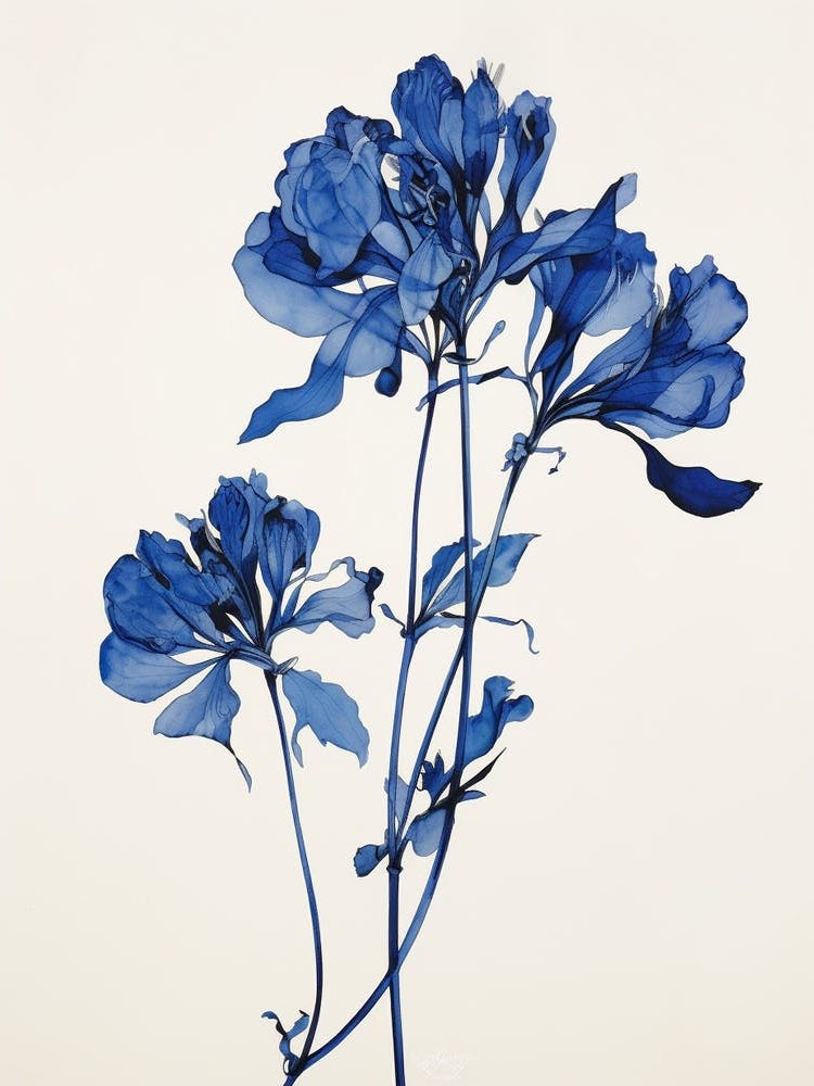 Blue Botanical Kangaroo Paw 1