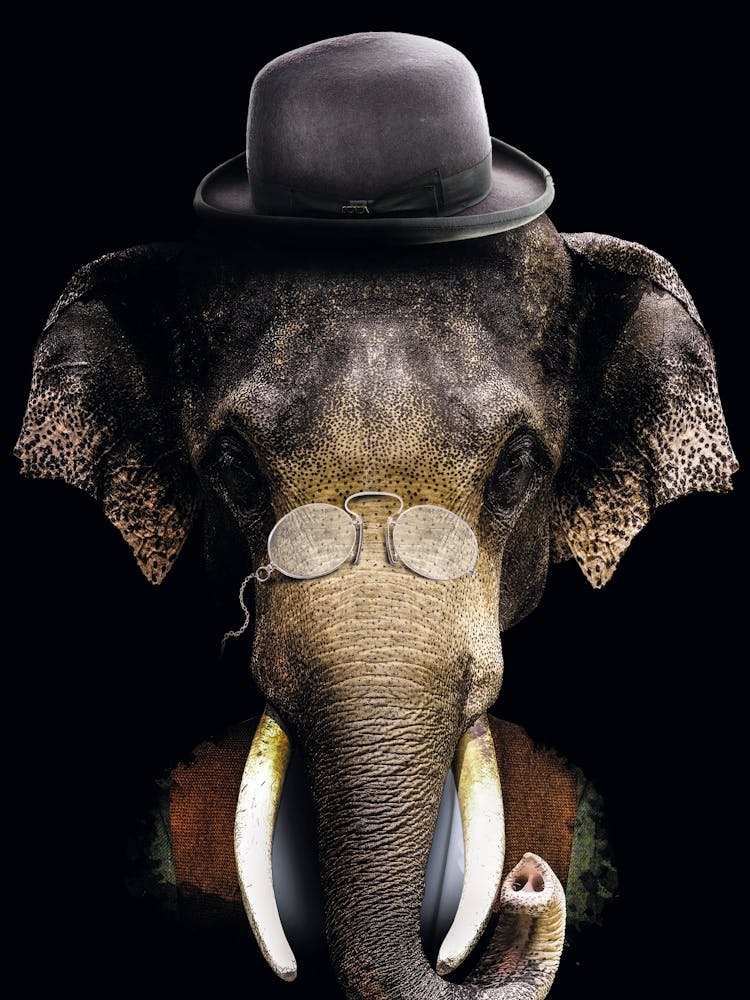 Elephant With Glasses And Hat