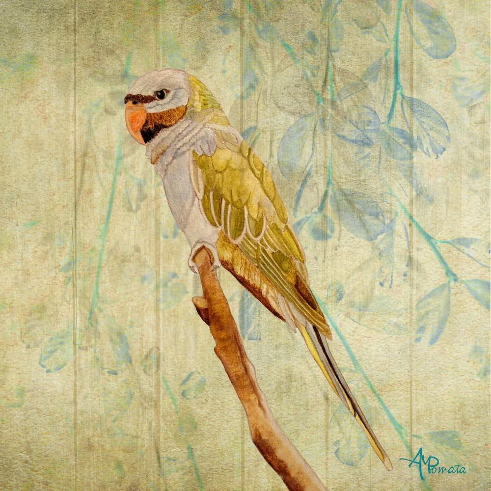 Derbyan Parakeet Square