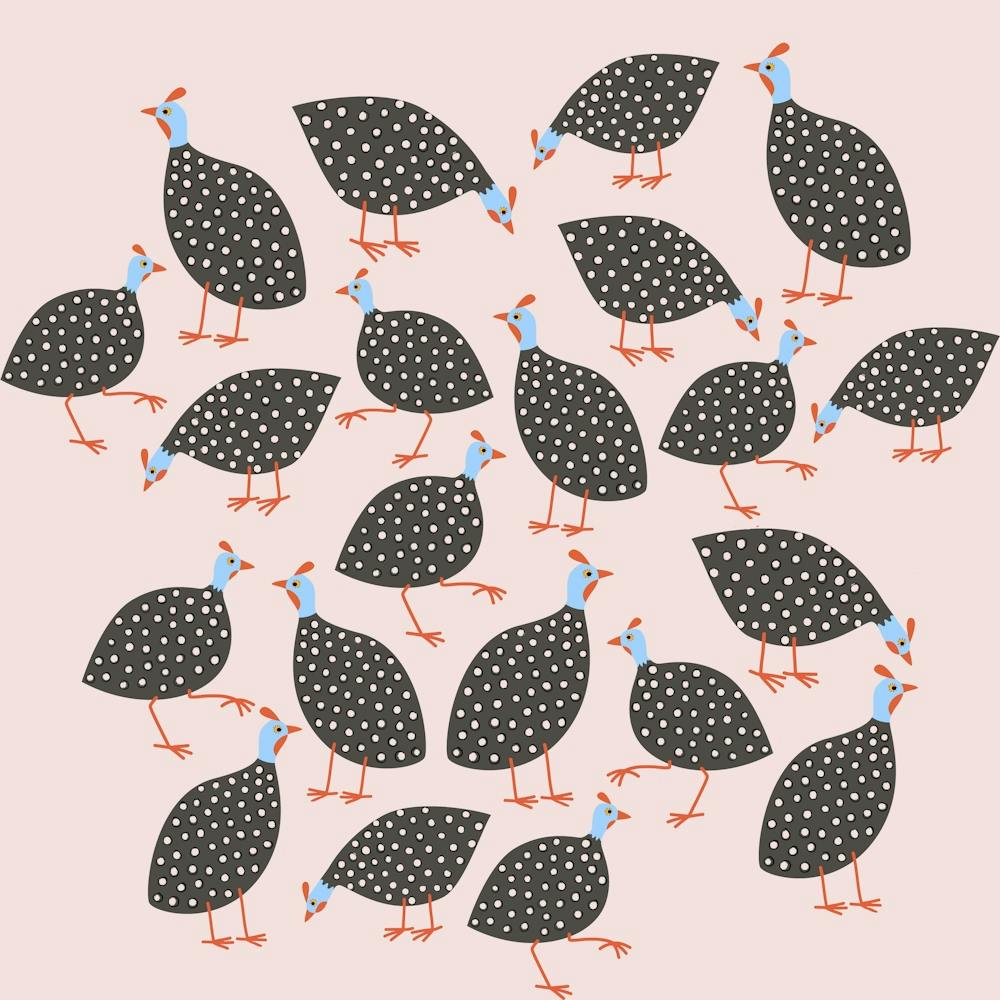 Guineafowl on Pink
