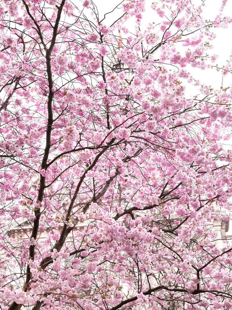 Cherry Blossom Sky