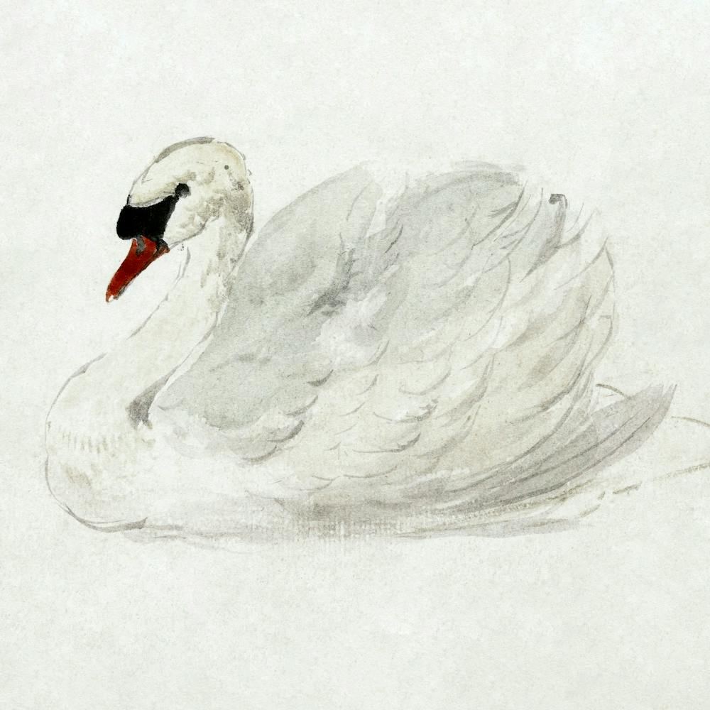 White Swan
