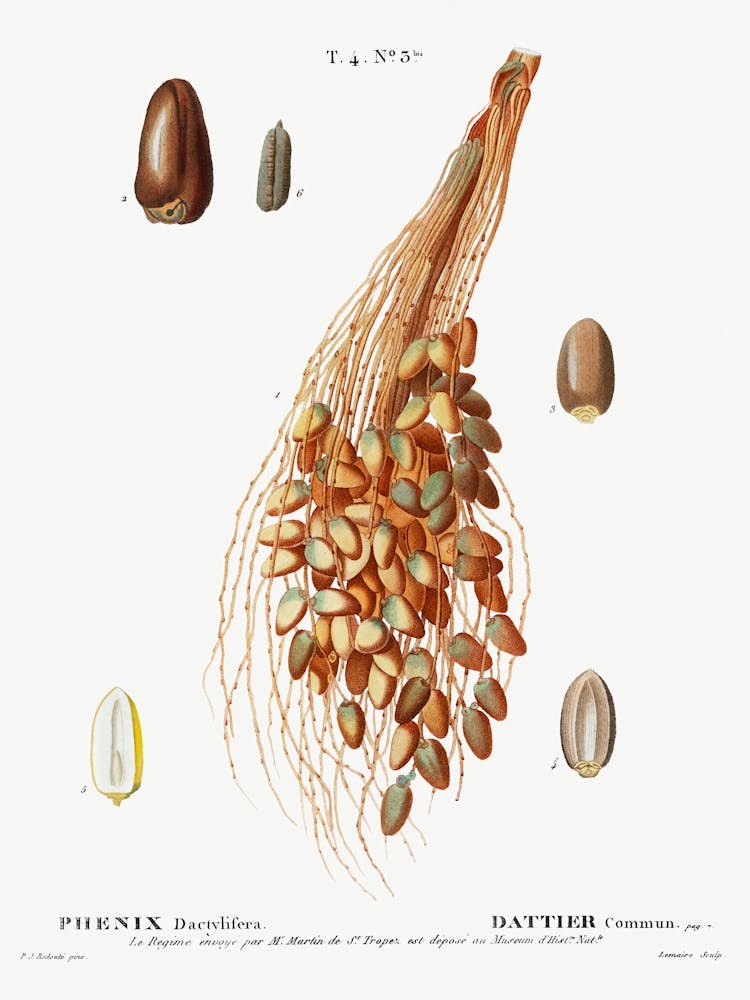 Date Palm, Pierre Joseph Redoute (3)