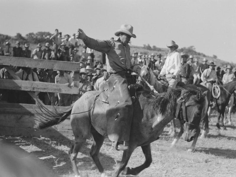 Untitled Photo, Possibly Related To Cowboy At Bean Day Rodeo, Wagon Mound, New Mexico By Russell Lee 1