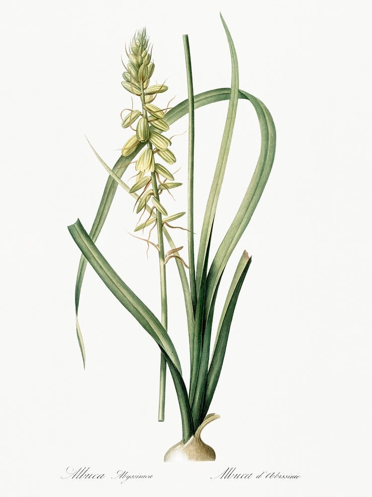 Koyosa, Pierre Joseph Redoute