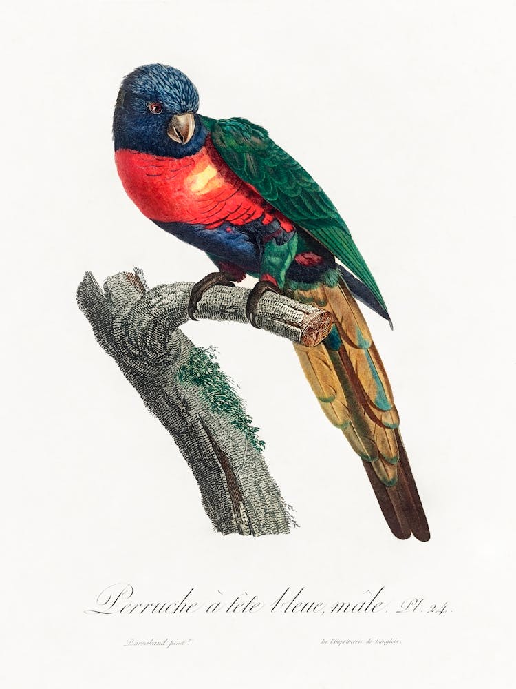 The Plum Headed Parakeet, Male From Natural History Of Parrots, Francois Levaillant 1