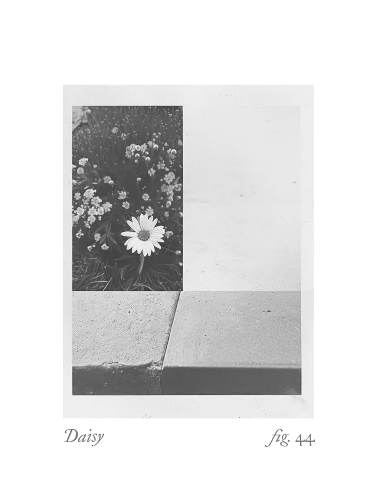 Gänseblümchen-Botanische Collage 5