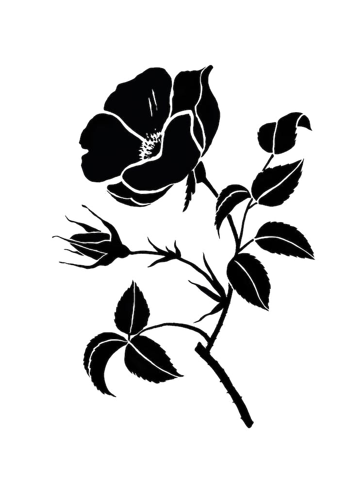 Rose II, Aga Szafranska Art