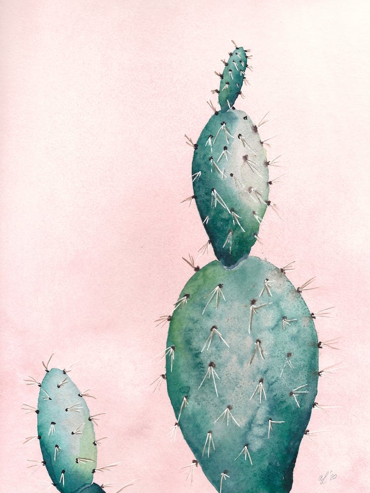 Cactus 1