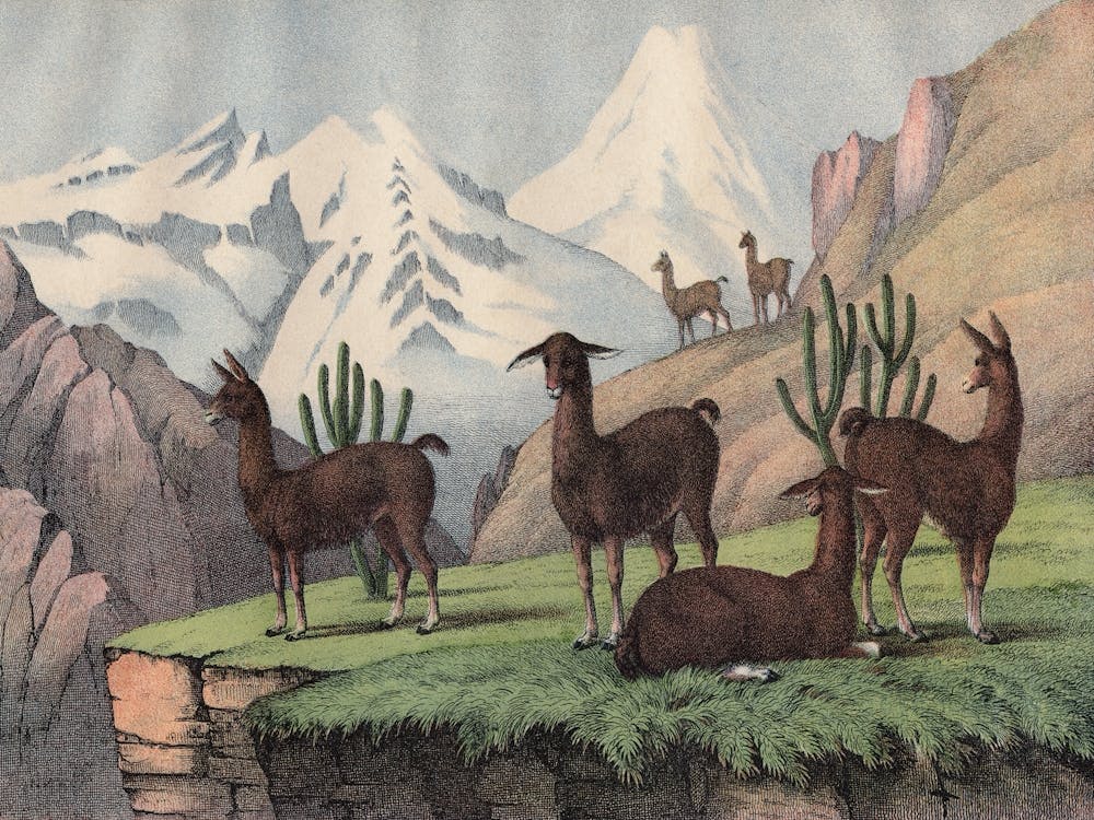 Vintage Kolb 9 Tafel 46 Lama