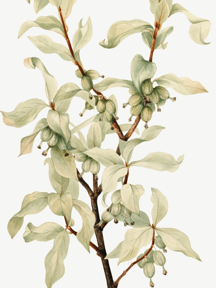Vintage Botanical Mary Vaux Walcott _2732421