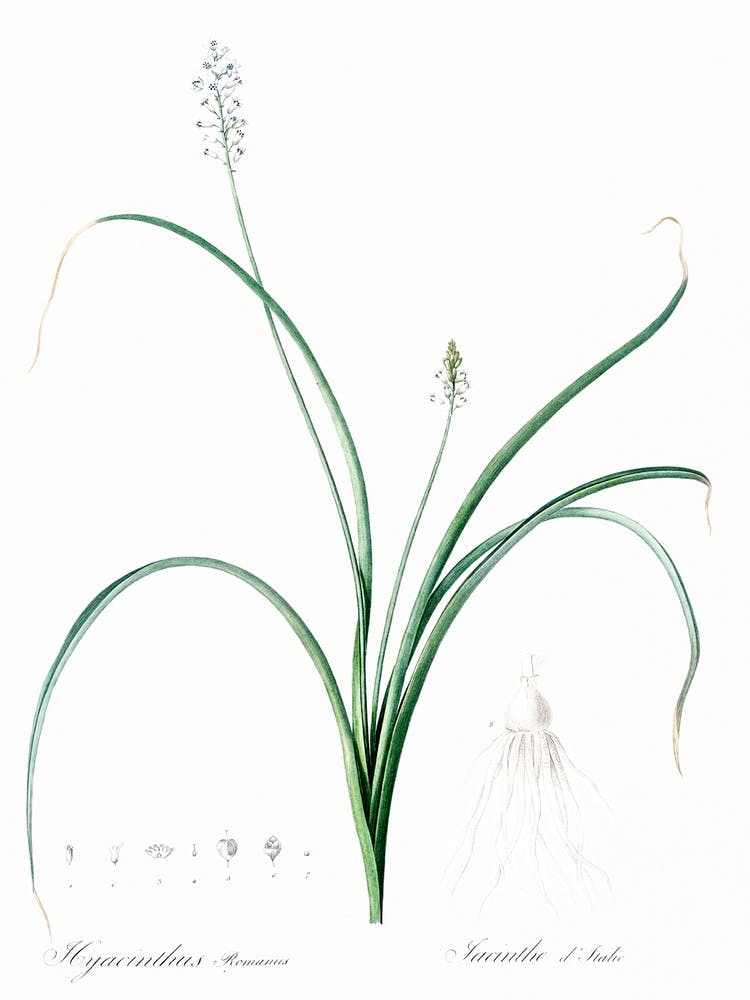 Römische Hyazinthe Illustration aus Les Liliacées (1805), Pierre Joseph Redoute