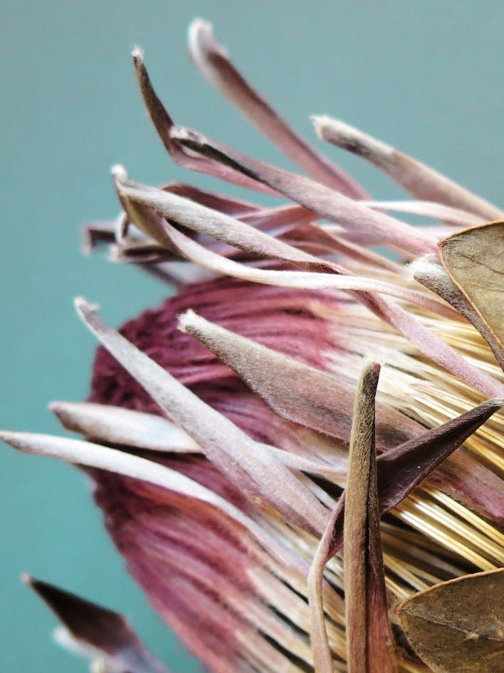 Protea Cyranoides