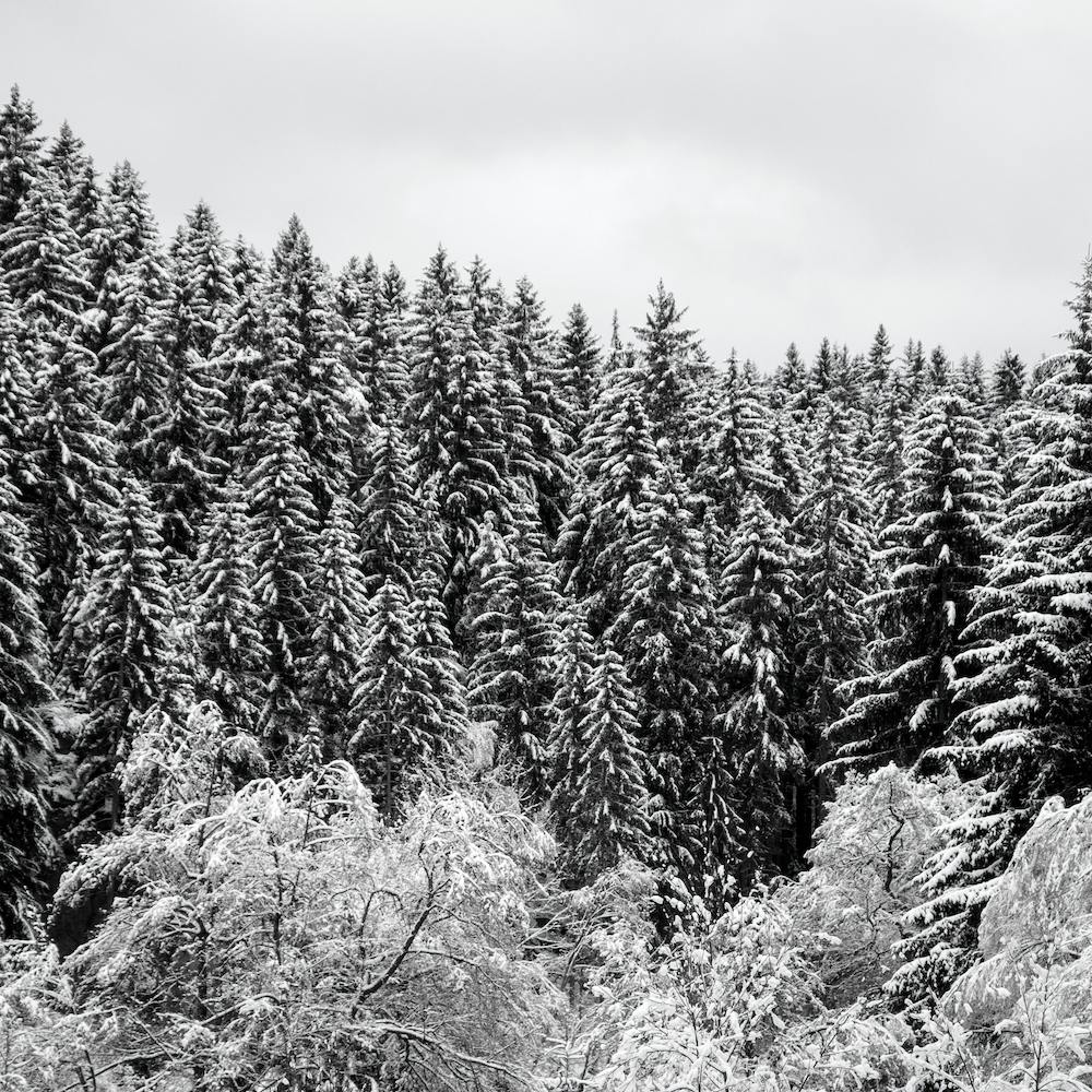 In The Forest Square