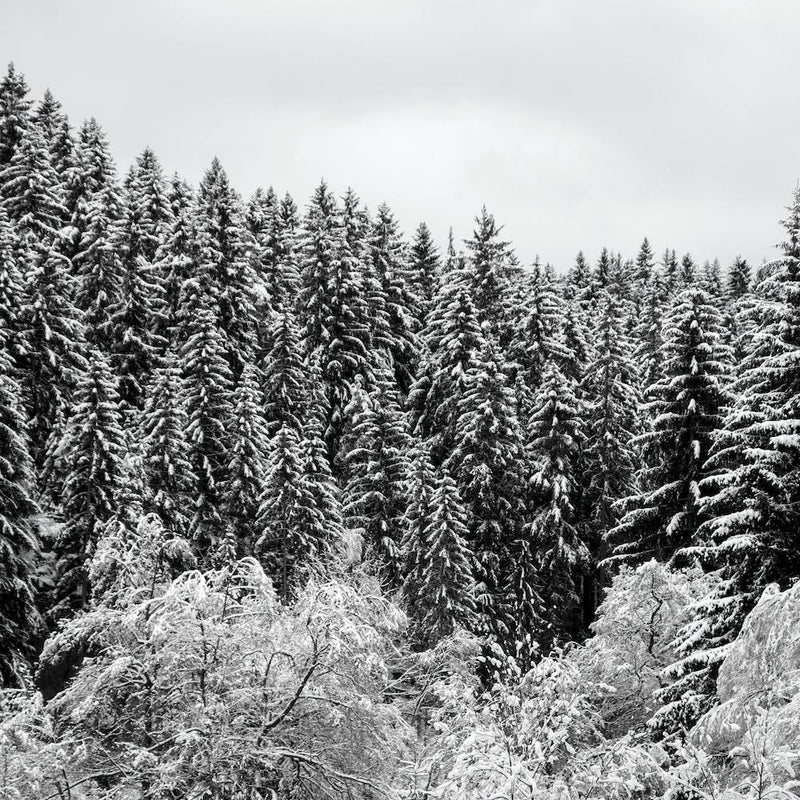 In The Forest Square