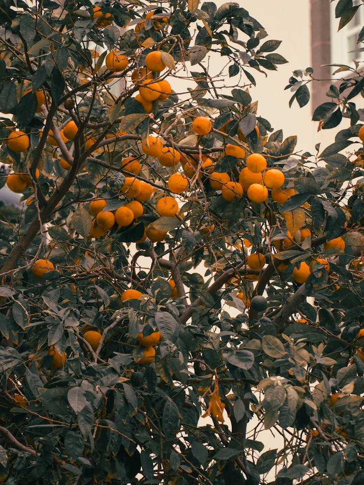 Oranges On A Tree