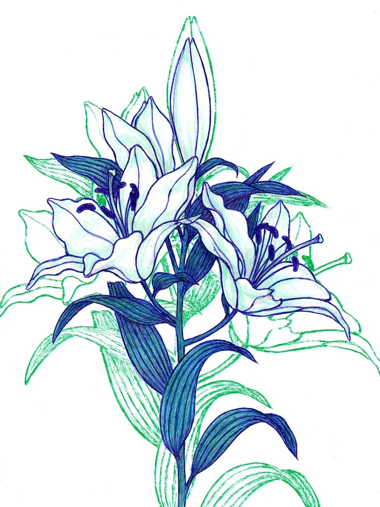 Lilies With Shadow