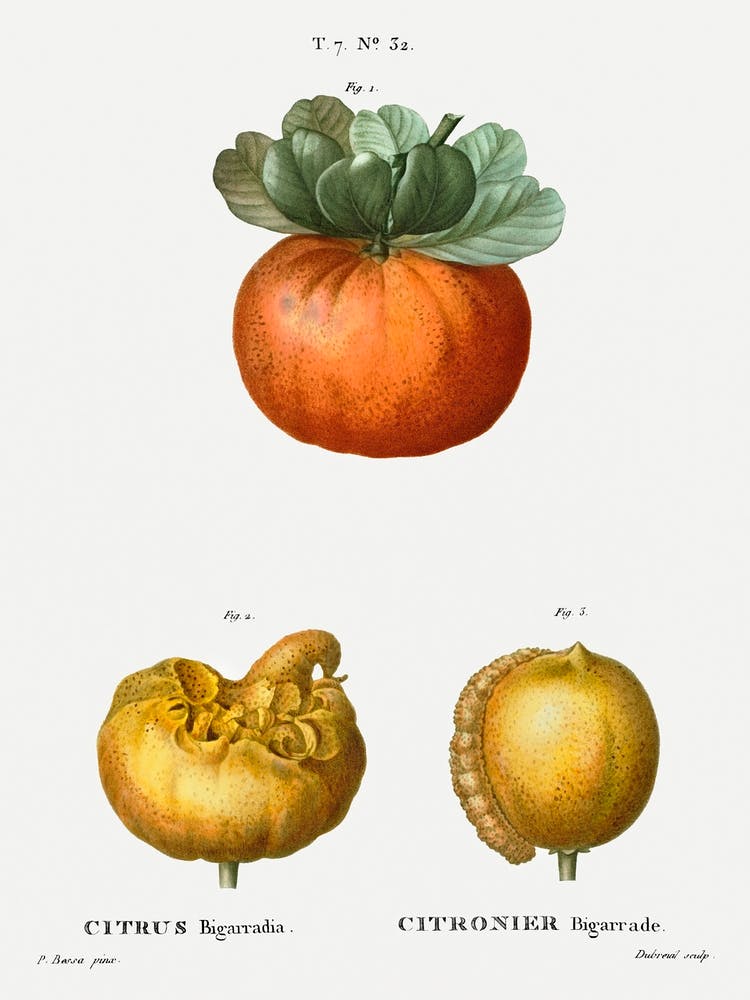 Bigarade Orange, Pierre Joseph Redoute