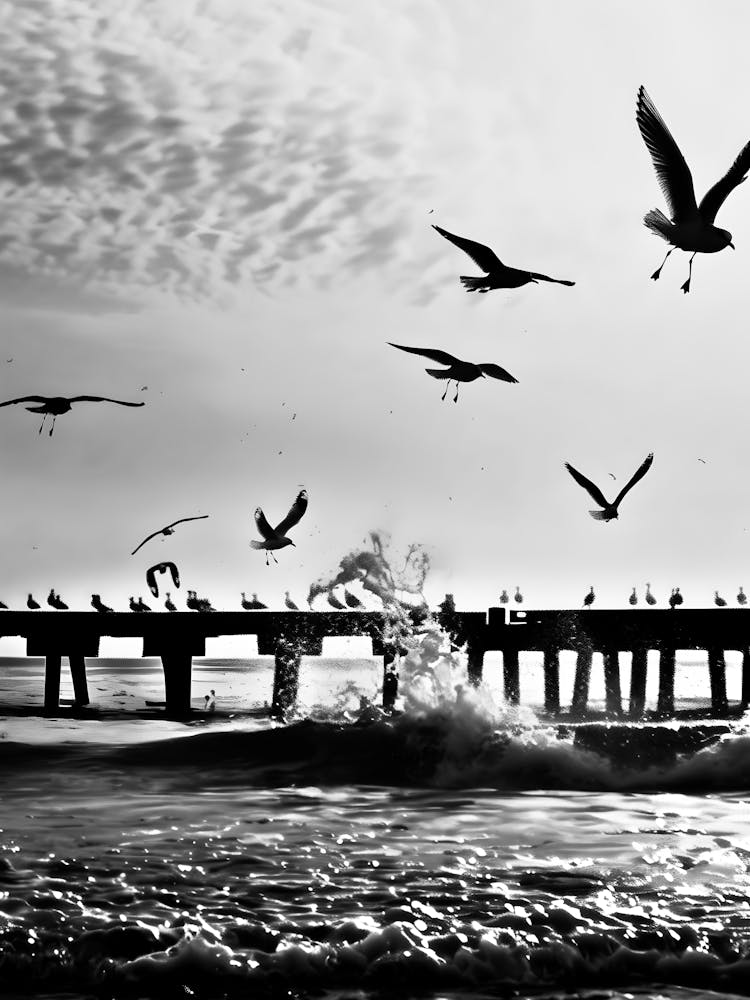 Black And White Seagulls 3