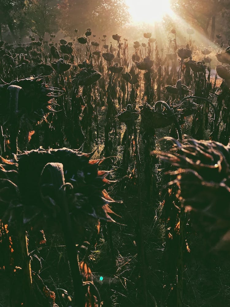 Sunflowers