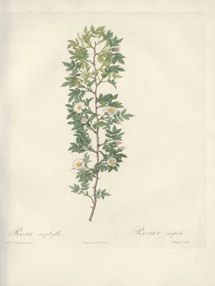 Rose Illustration, Pierre Joseph Redoute (18)