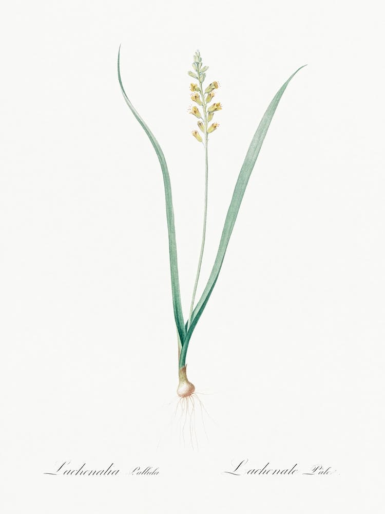 Lachenalia Pallida Illustration From Les Liliacées (1805), Pierre Joseph Redoute