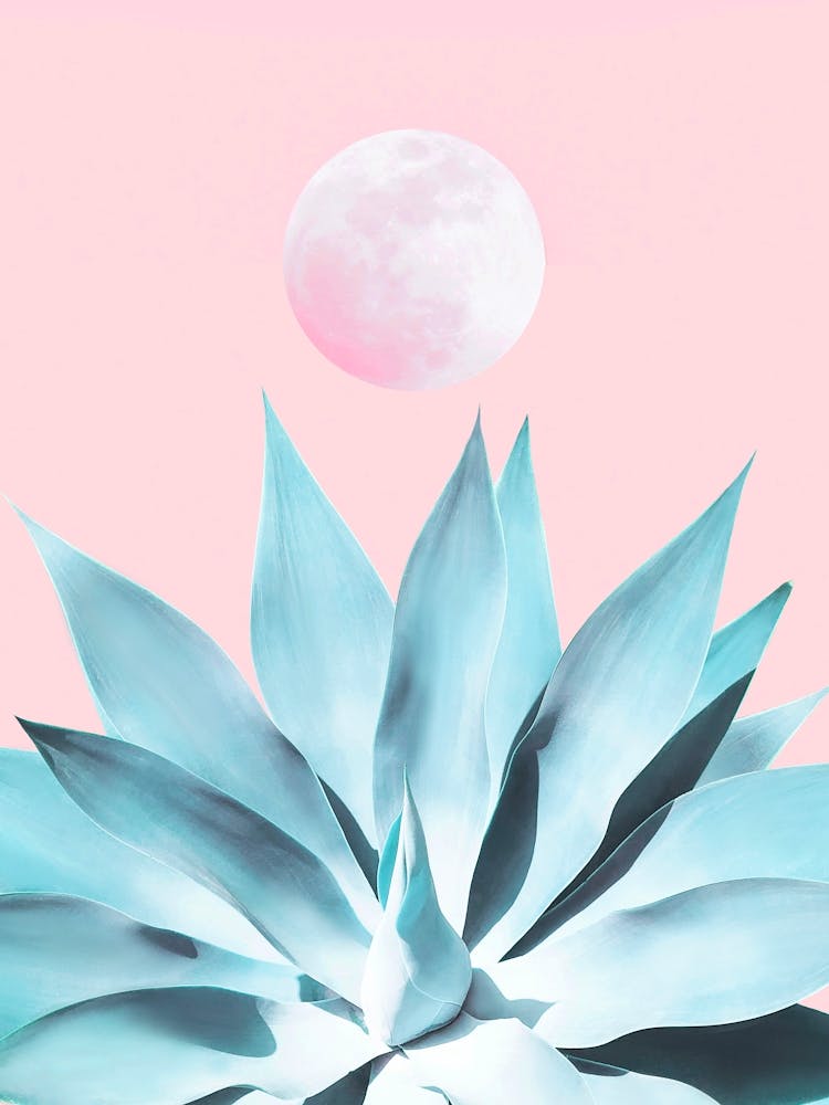 Minimaler tropischer Agavenkaktus auf rosa Mond