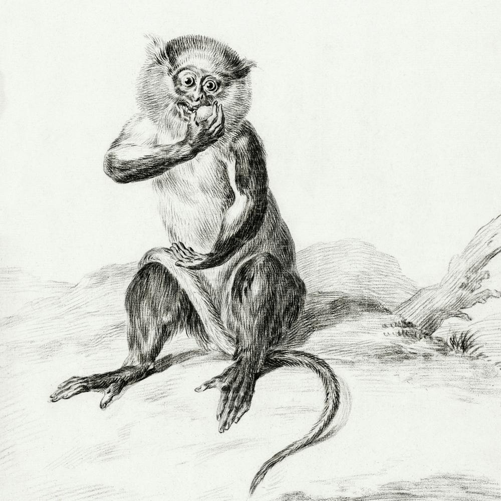 Sitting Monkey, Eating A Fruit, Jean Bernard