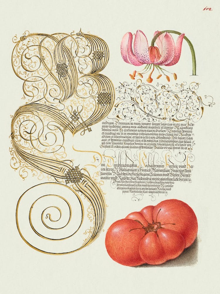 Martagon Lily And Tomato From Mira Calligraphiae Monumenta, Joris Hoefnagel