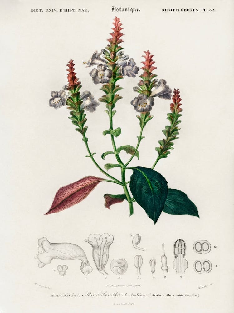 Strobilanthes Sabiniana, Charles Dessalines D' Orbigny