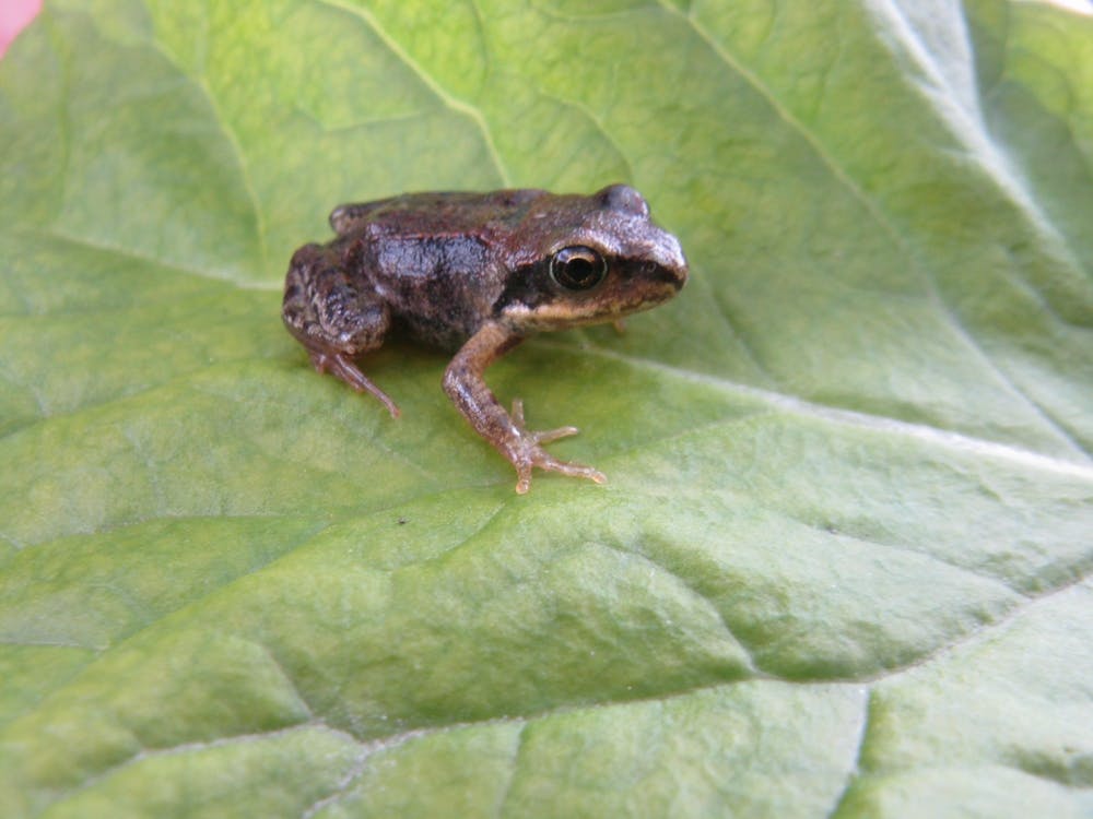 Frog On Leaf