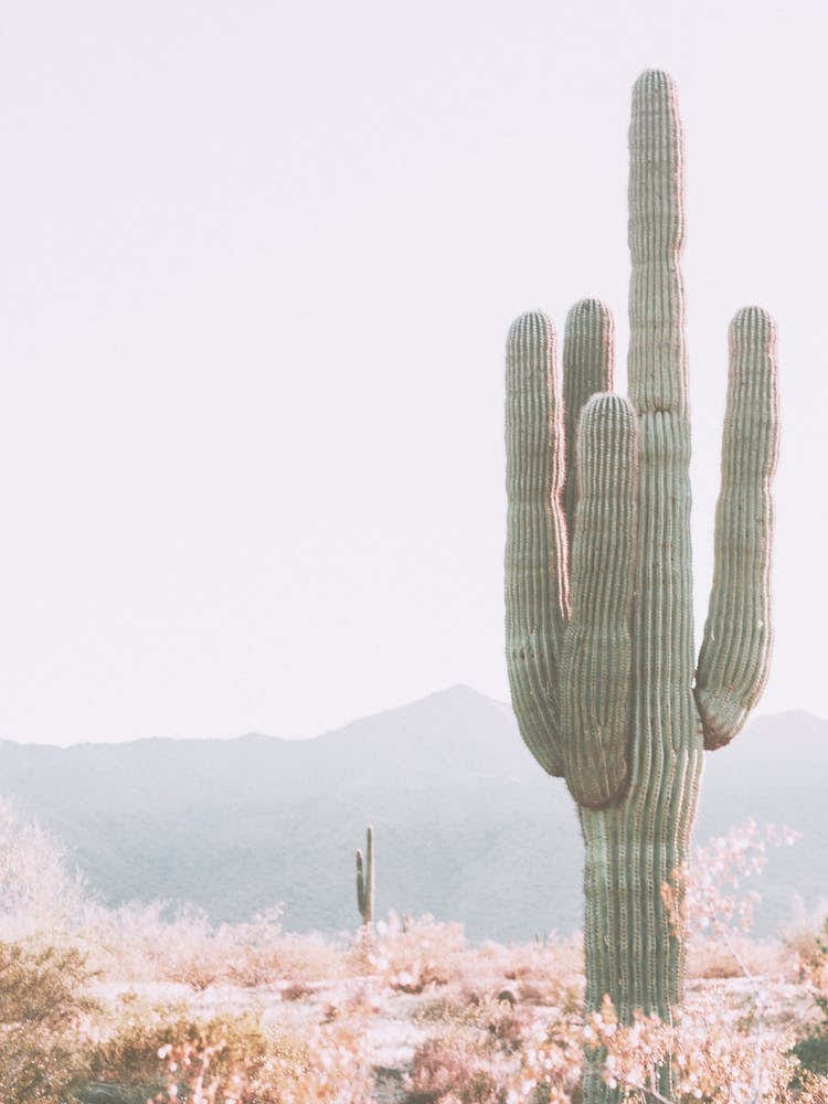 Desert Saguaro