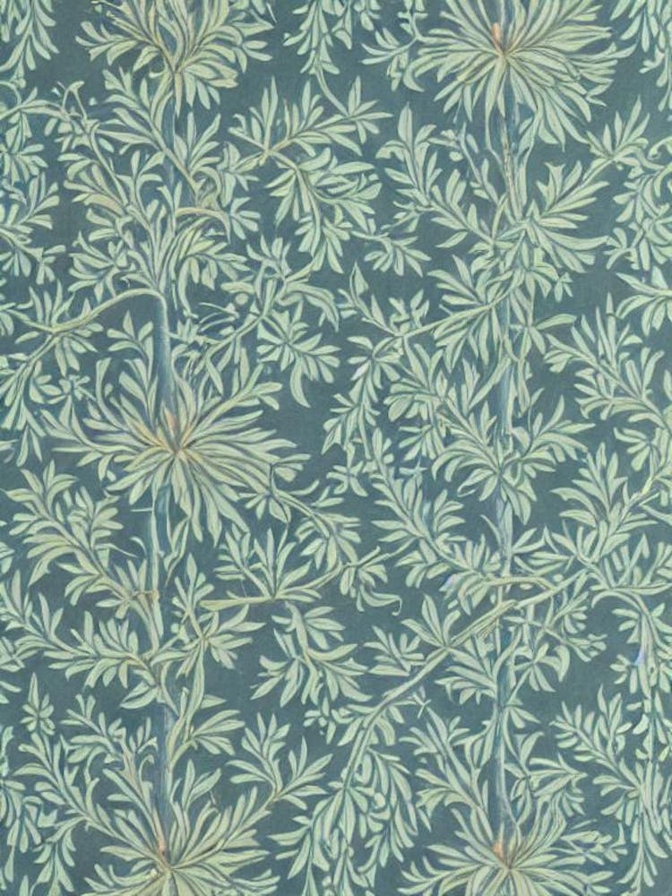 Grand Fir tree Vintage Botanical