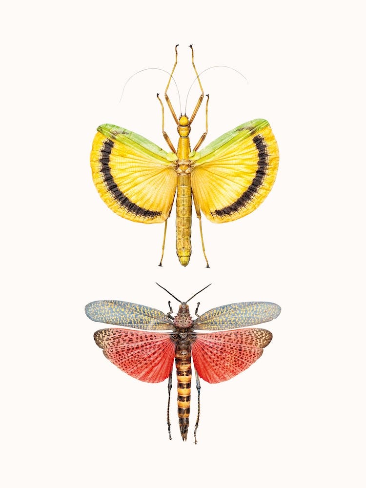 Insects VIII