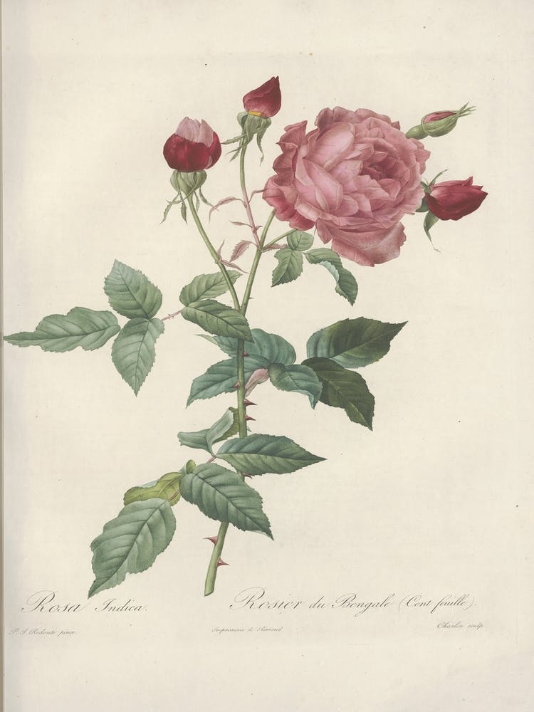 Rose Illustration, Pierre Joseph Redoute (5) 1