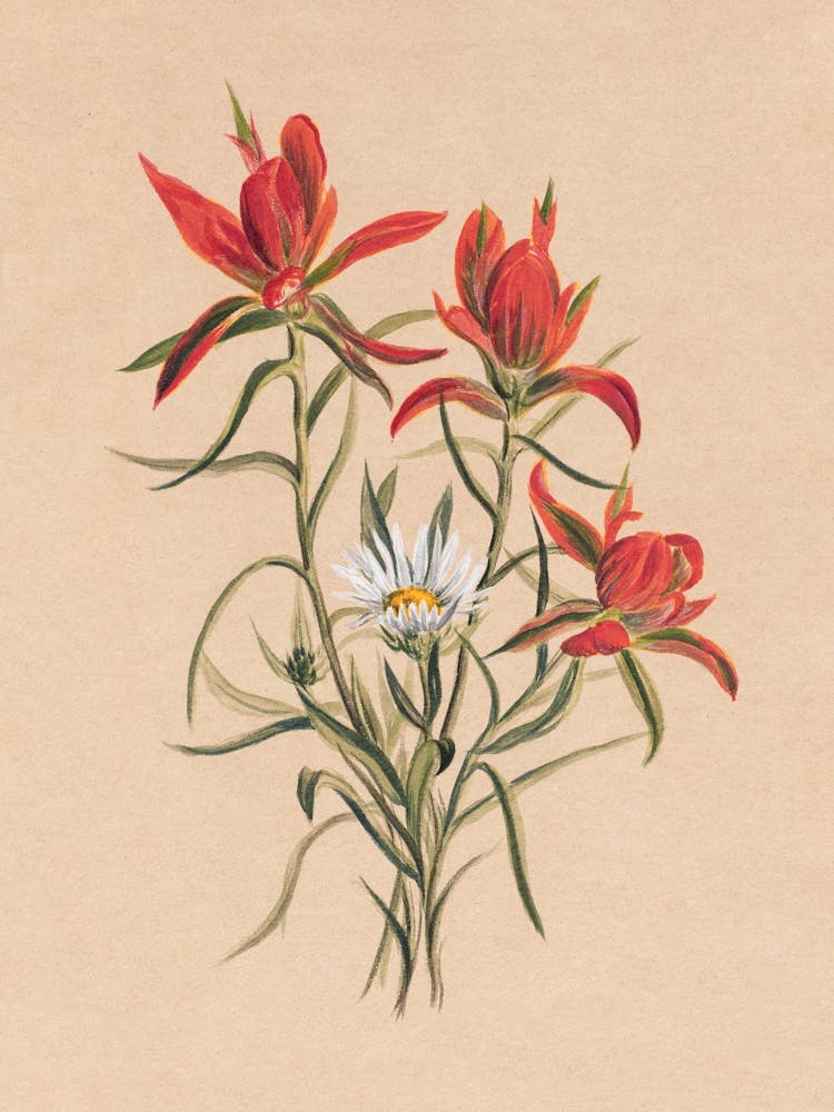 Vintage Botanical Mary Vaux Walcott _2732411