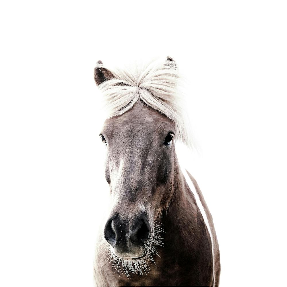 Iceland Horse Sorli Square