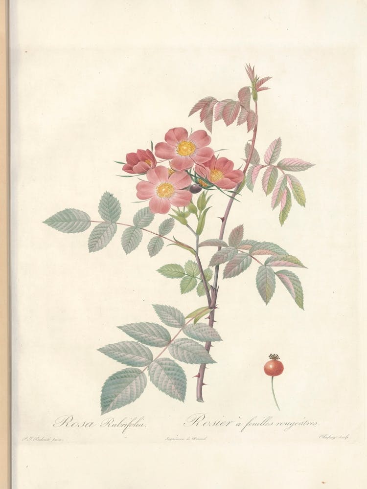 Rose Illustration, Pierre Joseph Redoute (94)
