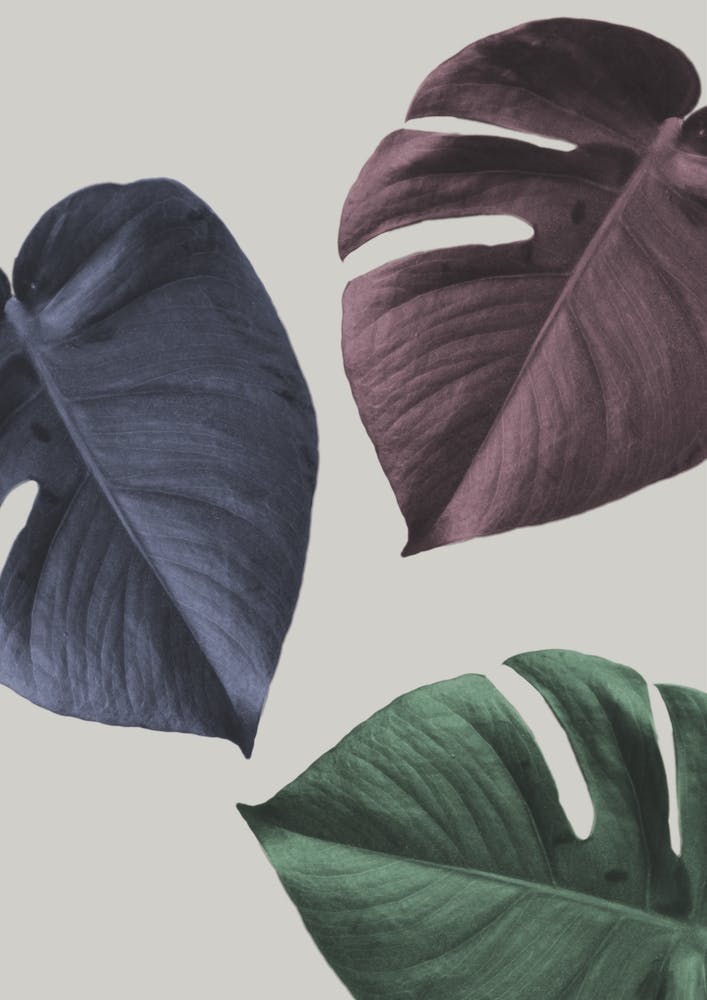 Monstera 2