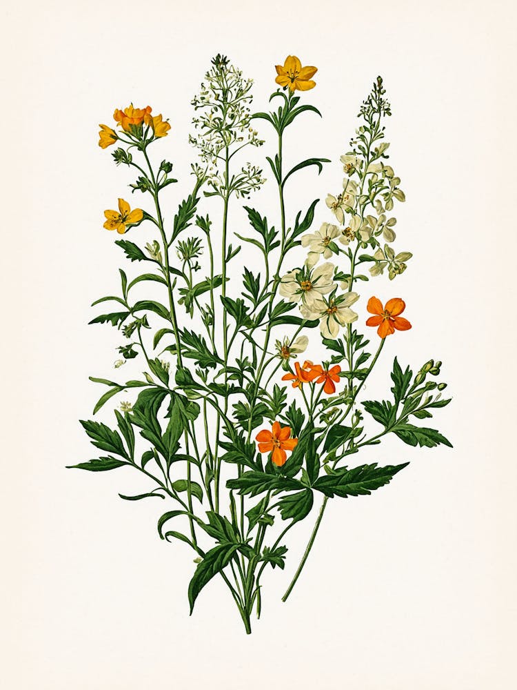 Vintage Botanical Galleria Style Wildflower Painting 39