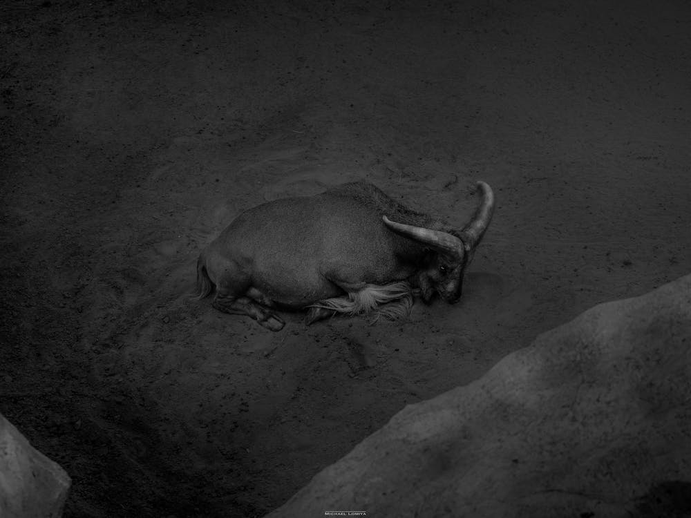 A Lonely Mountain Goat Resting. Black And White