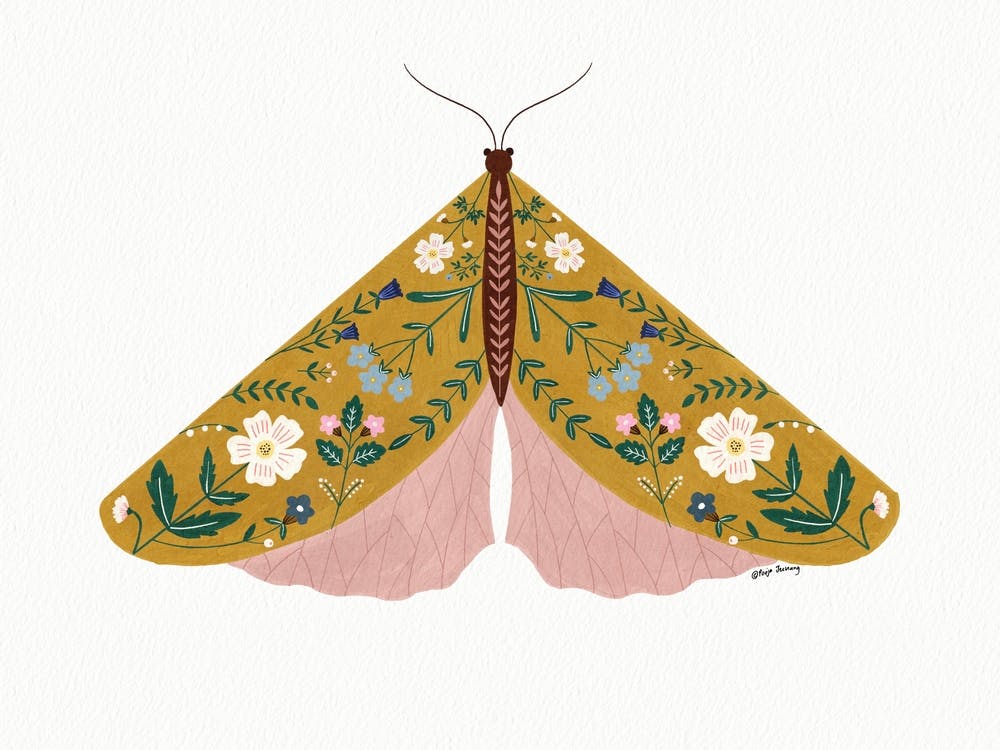 Mustard Floral Moth