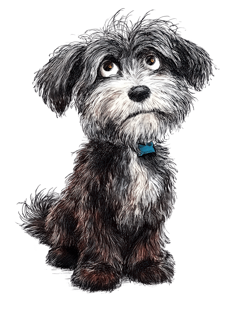 Schnoodle 1