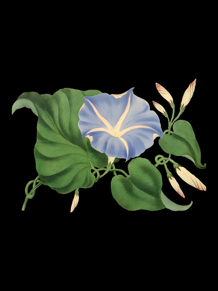 Morning Glory